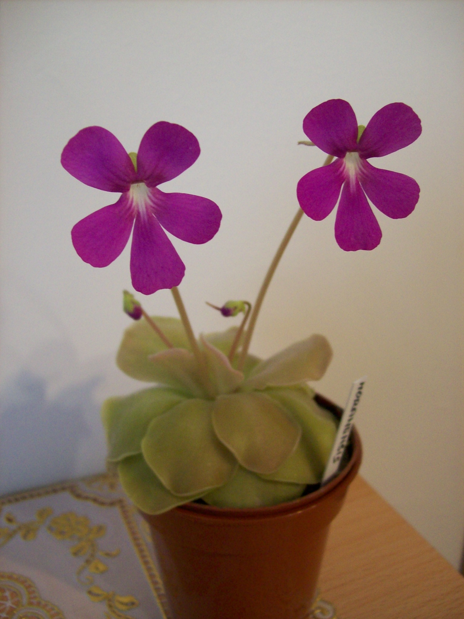 tucnice 2008-4.jpg